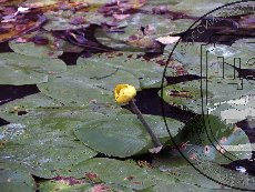 Кубышка желтая 002